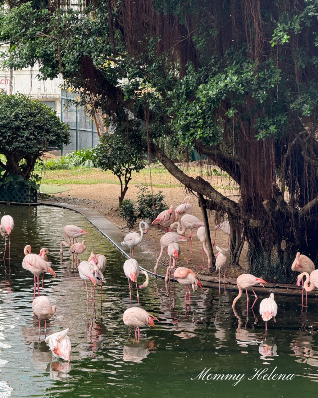 Kowloon Park Hong Kong: Free Flamingos Spot in Tsim Sha Tsui&nbsp;🦩